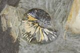 Fossil Ammonites (Sphenodiscus) - South Dakota #144027-2